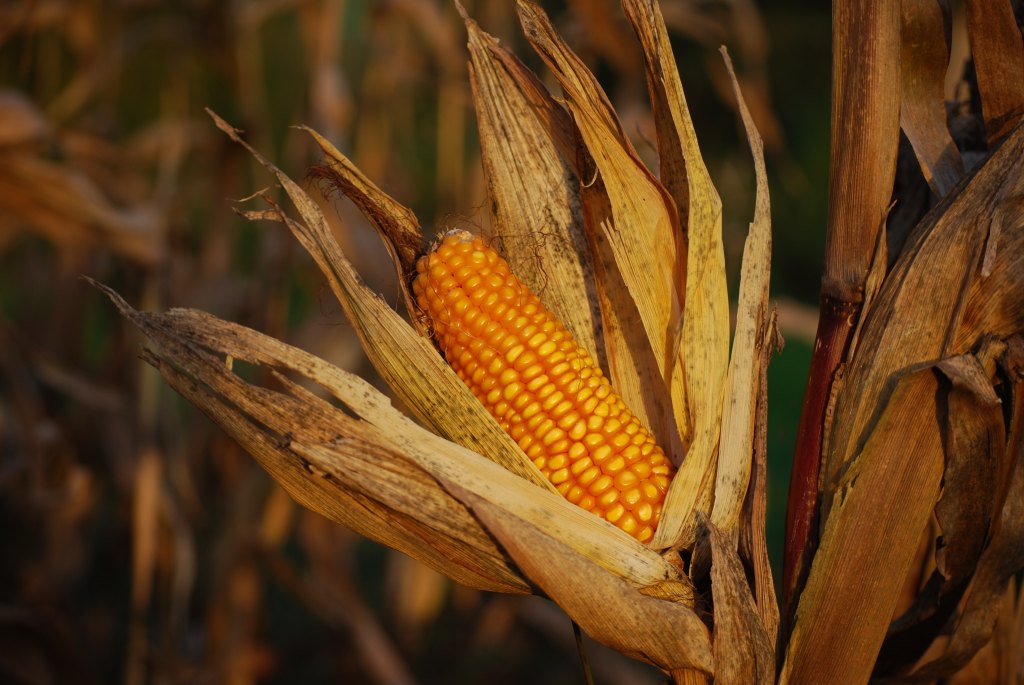 The Promise and Perils of Resurrecting Native Americans’ Lost&nbsp;Crops