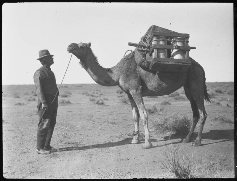 Australia’s Growing Camel Meat Trade Reveals a Hidden History of Early Muslim&nbsp;Migrants