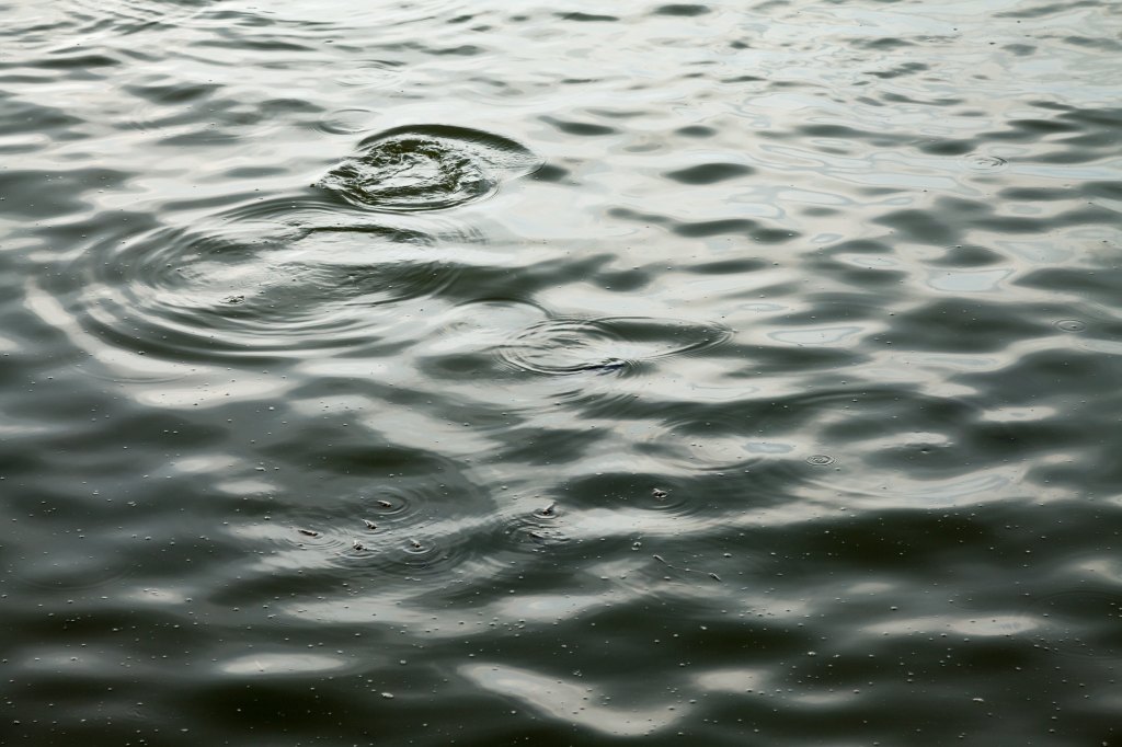 The Swap-a-Fish Program That Traded Tilapia for Seafood Contaminated by Agent&nbsp;Orange