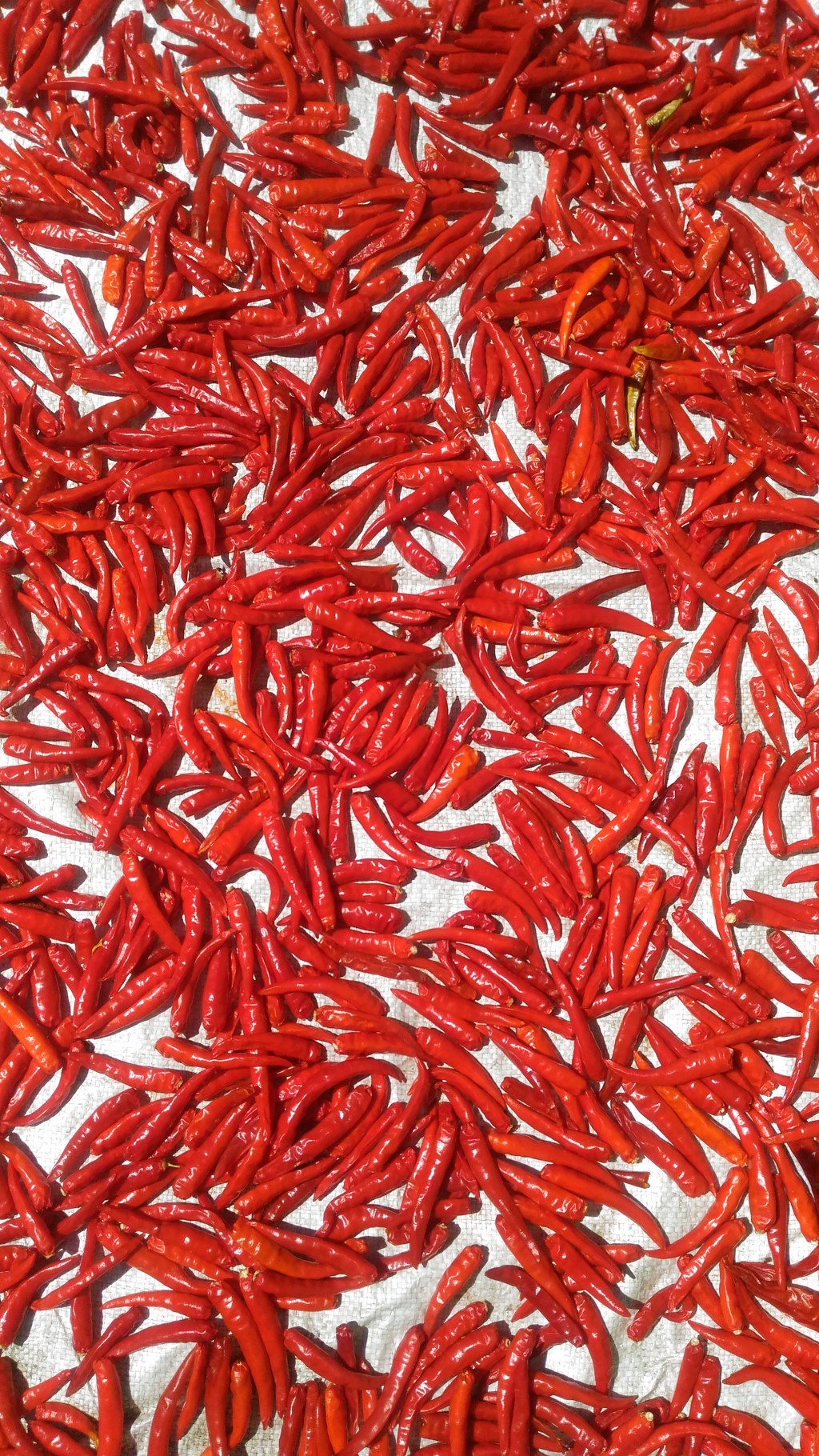 The Gobi Desert is a Red Sea of Chili&nbsp;Peppers