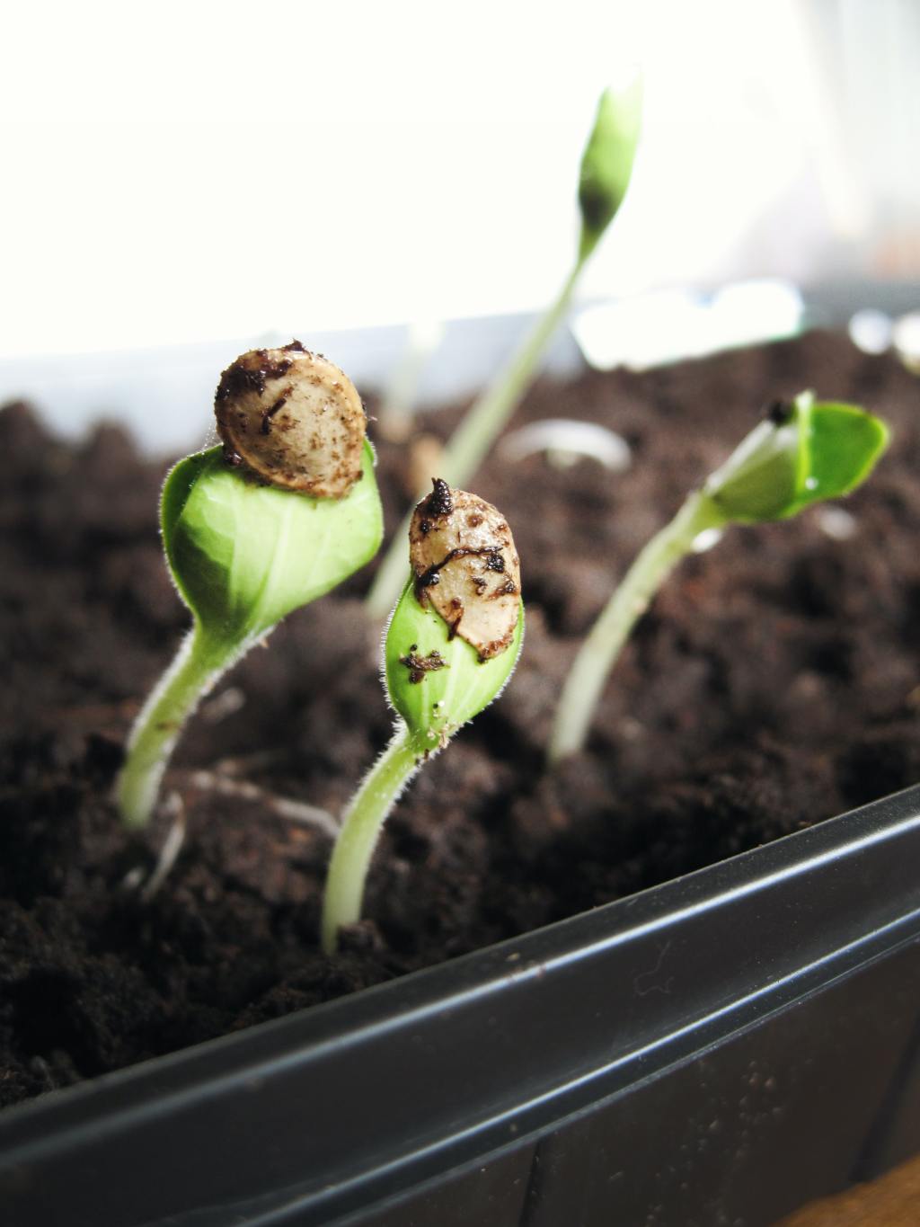 How to Plant a Home Garden and ‘Free the&nbsp;Seed’