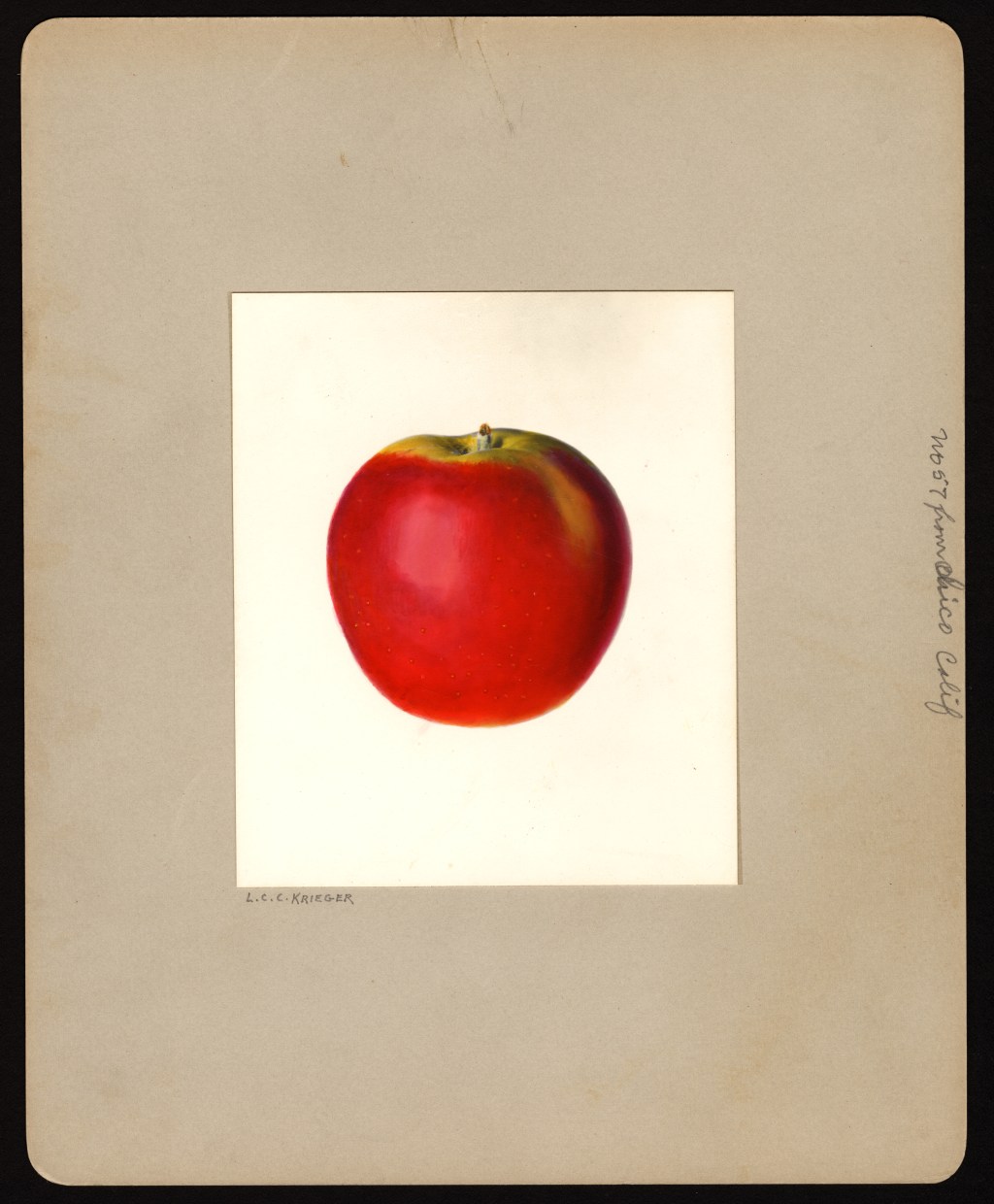 400 Years After Its First Apple Farm, Boston Remains an Urban&nbsp;Orchard